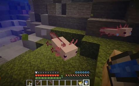 Updated How To Tame Axolotl In Minecraft And Where To Find Them
