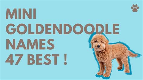 🐩 Mini Goldendoodle Names 47 Best 🐾 Top 🐾 Ideas Names Youtube
