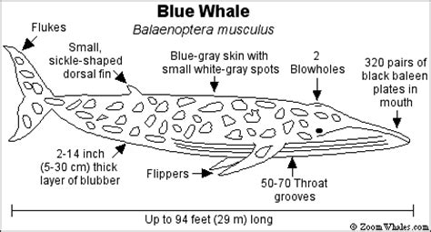 (photo courtesy of kristen campbell/davey's locker). Blue Whale