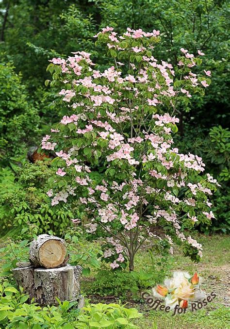 I Love Cornus Kousa Satomi The Pink Kousa Dogwood Greatplants
