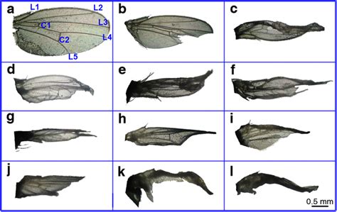 abnormal wing phenotypes of drosophila melanogaster d melanogaster download scientific