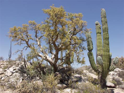 A desert is a barren area of landscape where little precipitation occurs and, consequently, living conditions are hostile for plant and animal life. Top 9 Plants Commonly found in Deserts - Listovative