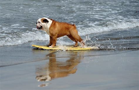 20 Animals On The Beach Who Love Summer More Than You
