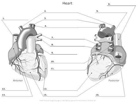 During the course of development, the bone tissue is recycled, gradually altering its shape. outer heart anatomy worksheet | Med School | Pinterest ...