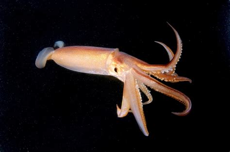 Facts About Squids Lomipeer