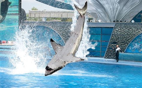 Seaworld Announces Shift From Orcas To Sharks San Diego Reader