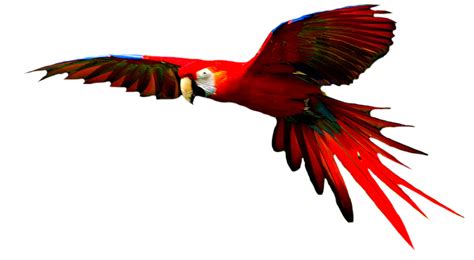 Macaw Png Transparente Png All