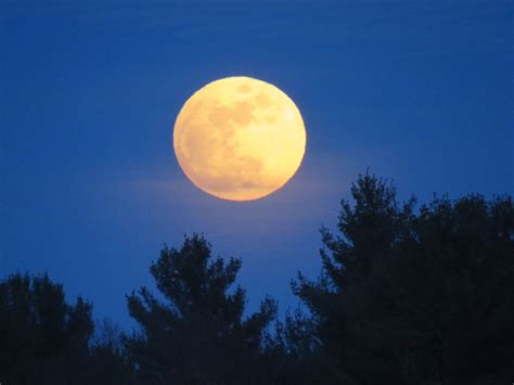 Full Moon Over Trees Smithsonian Photo Contest Smithsonian Magazine