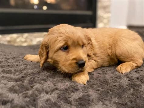 6 Purebred Golden Retriever Puppies Boise Puppies For Sale Near Me