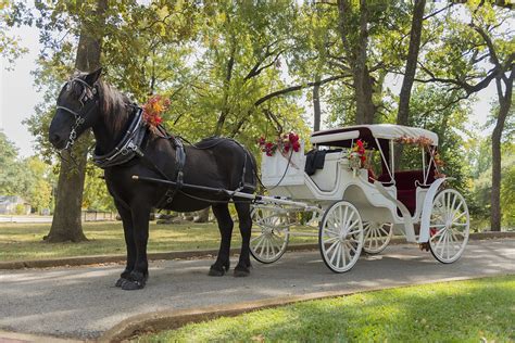 Wedding Horse And Carriage
