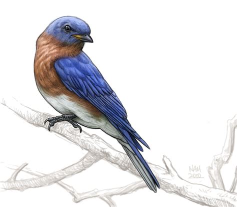 Bird Illustrations By Nicholas Mikesell At