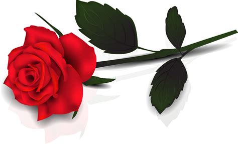 Single Red Rose Png