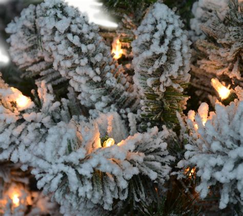 65 Prelit Flocked Vermont Christmas Tree 300clear Lights