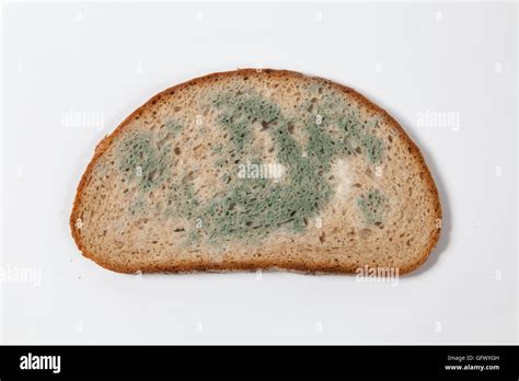 Moldy Bread Stock Photo Alamy