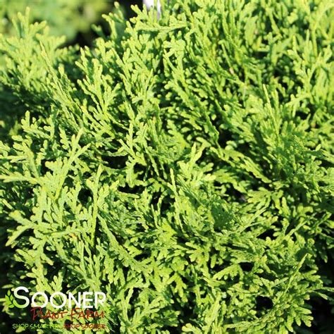 Tater Tot® Arborvitae Sooner Plant Farm