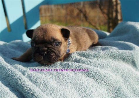 Chocolate sable merle amazing rare bright blue & green eyes, tri and blue dna dominant price: FRENCH BULLDOG/RARE DEEP RED SABLE /BLUE CARRIER"GINO" for ...