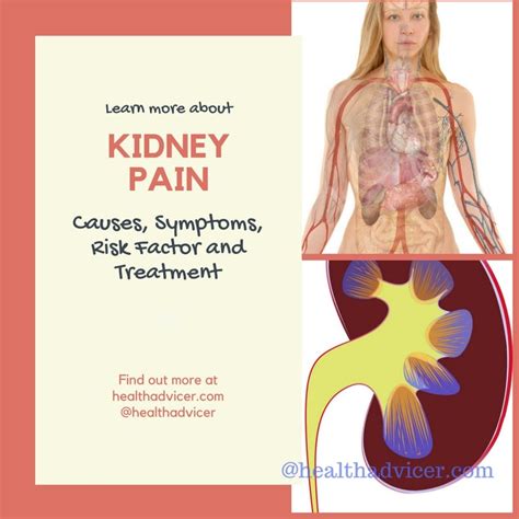 Kidney Pain Causes Symptoms Risk Factor And Treatment