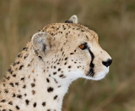 Cheetah Side View Profile Stock Photo Image Of Hair 17234584