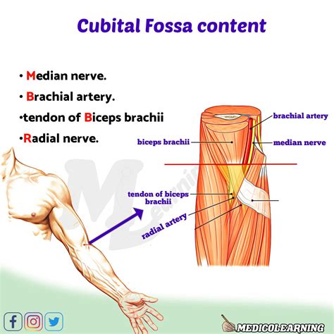 Cubital Fossa Anatomy And Significance Bone And Spine Images