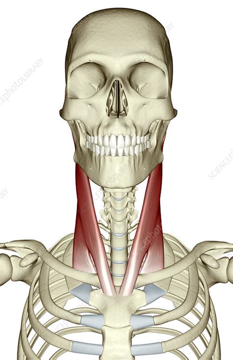 Sternocleidomastoid Muscle Stock Image F0020561 Science Photo