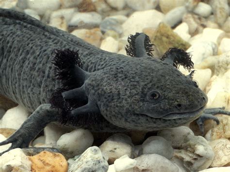 Swimming In Mexico Heres The Axoloti The Mexican Walking Fish R