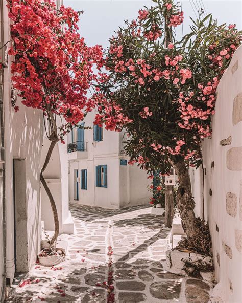 Pink Flowers During Summer In Parikia Paros Greece Travel Abroad