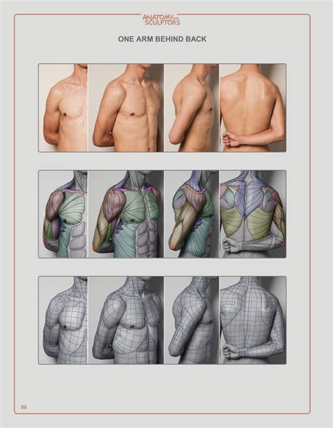 Anatomy Next Store Online Ebook For Art And Design Students Anatomy
