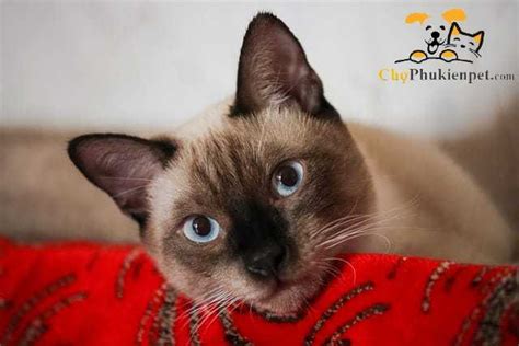 Mèo Xiêm Thái Lan Mèo Siamese Đặc điểm Giá Bán A Z