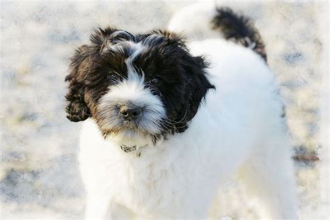 118 Of The Best Black And White Dog Names Keepingdog
