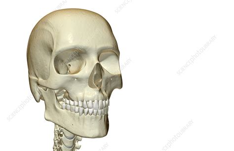 It supports the structures of the face and provides a protective cavity for the brain. How Many Bones In The Face And Head : Kids Health Topics Your Bones : Many of the skull ...