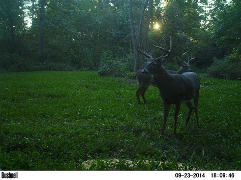 Tracking Velvet Whitetail Bucks Using Trail Cameras The Buck Advisors