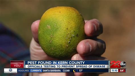 Asian Citrus Psyllids Found In Kern County Youtube