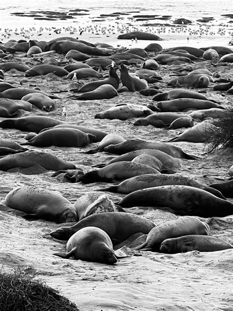 Elephant Seals 365 Monos