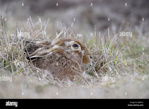 Brown Hare Ears Down Hi Res Stock Photography And Images Alamy