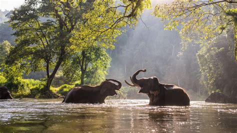 Indian Elephants Playing With Water In The River Kanchanaburi