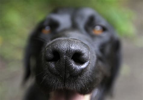 Dogs Keen Sense Of Smell May Hold Key To Curing Parkinsons Malaria