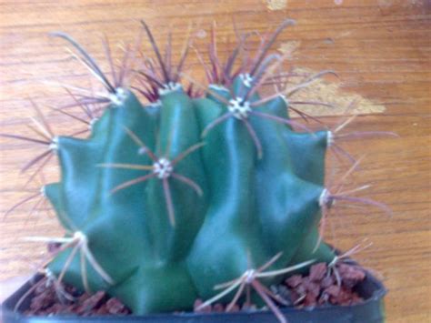 Cactus are, necessarily, very hardy and most species will send out roots from cut portions even though no roots are remaining on that portion. more cacti for id - CactiGuide.com