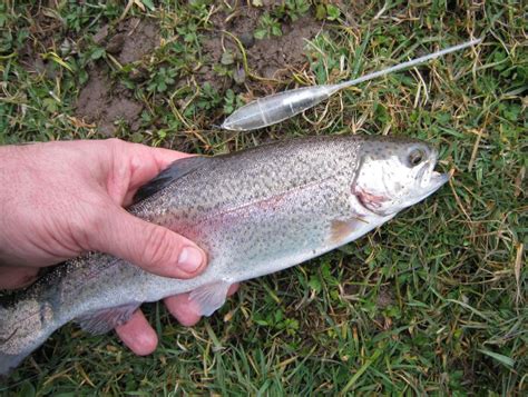 Comment pêcher la truite Conseils pour la pêche à la truite