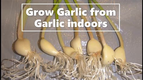 How To Grow Garlic From Garlic Indoors Youtube