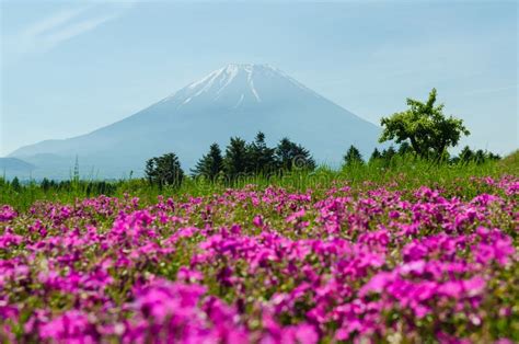Mount Fuji And Pink Moss At Japan Selective Focus Blur Foreground