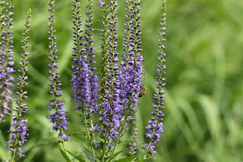 Best 6 Purple Perennial Flowers For Your Garden Gardening Sun