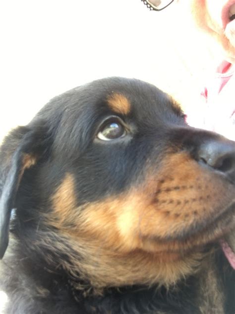 February 22, 2021 vet checked tails docked dew claws removed located in mount morris. Rottweiler Puppies For Sale | Detroit, MI #310127