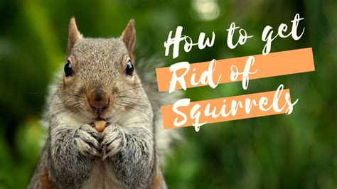 Once you have received the final word from your insurance company and a green light for a roof replacement, you will be given money for the damage. How To Get Rid Of Squirrels From Entering Your Roof ...