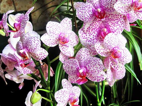 Фаленопсис (Орхидея) - описание, размножение, уход, посадка, фото ...