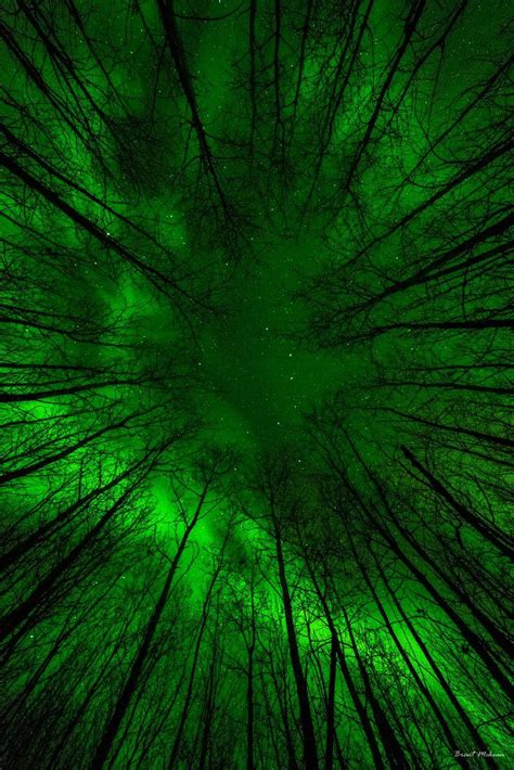 Check spelling or type a new query. Aurora in the Forest ... @BrentMckean501 (With images) | Dark green aesthetic, Green aesthetic ...