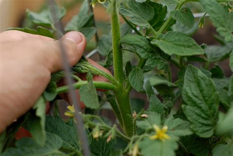 Tend Pruning Tomatoes
