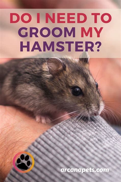 Hamsters Are Generally Grooming Themselves So Usually They Dont Need