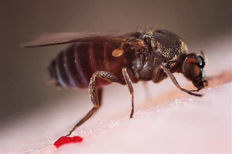 Wajib Tahu Ini 4 Jenis Nyamuk Mematikan Dan Bahayanya Bagi Tubuh Good Doctor