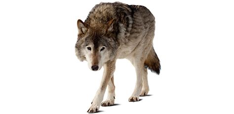 I Will Make Your Wolf Name Take This Quiz To Find Out