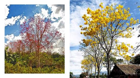 The Most Beautiful Philippine Trees